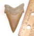 Angustidens shark tooth